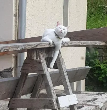 شقة Salamander بيرنا