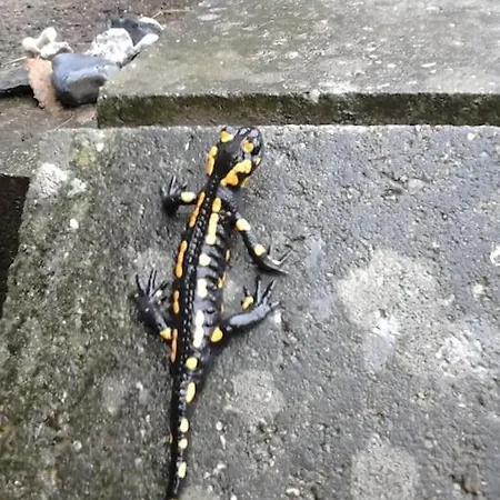 Apartamento Salamander