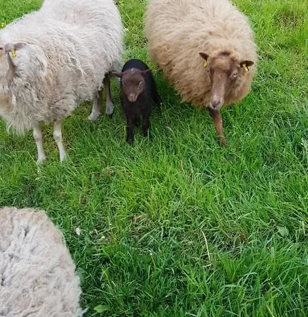 Salamander شقة بيرنا