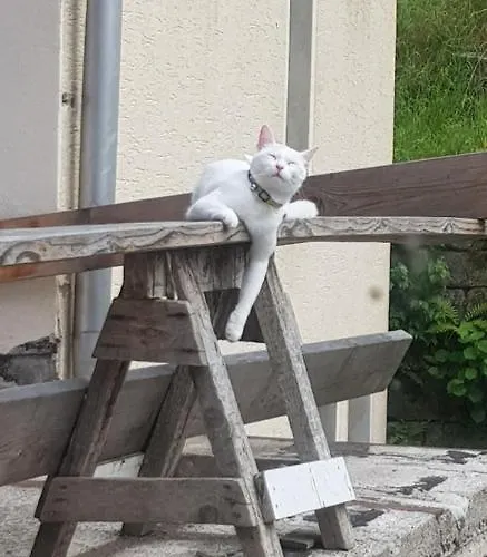 Appartement Salamander Pirna