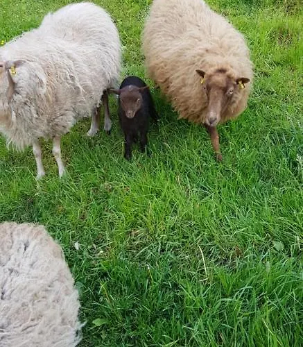 Salamander Appartement Pirna